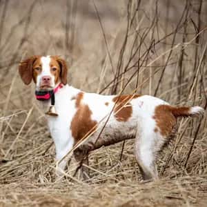 Brittany dog breed - friendly medium sized dog similar to Nova Scotia Duck Tolling Retriever