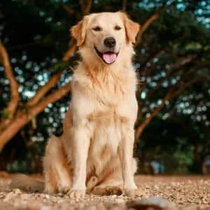 Golden Retriever dog breed - friendly medium sized dog similar to Nova Scotia Duck Tolling Retriever
