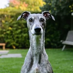 Greyhound dog breed - friendly large sized dog similar to Sloughi