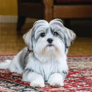 Havanese dog breed - friendly toy sized dog similar to Cavoodle