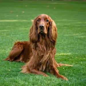 Irish Setter dog breed - friendly large sized dog similar to English Setter