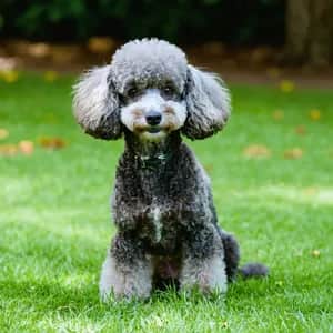 Poodle dog breed