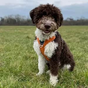 Spanish Water Dog dog breed - friendly medium sized dog similar to Poodle