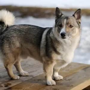 Swedish Vallhund dog breed - friendly small sized dog similar to Pembroke Welsh Corgi