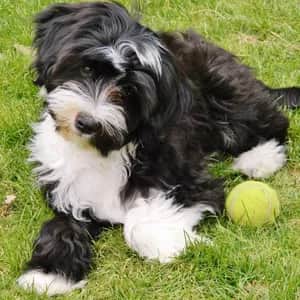 Tibetan Terrier dog breed - friendly medium sized dog similar to Polish Lowland Sheepdog