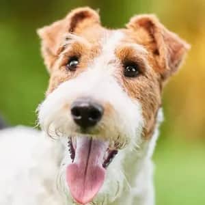 Wire Fox Terrier dog breed