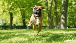 Probiotics For Boxers: Gut Support For Active Dogs