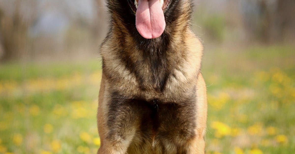 Top Signs Your Dog Needs Probiotics Right Now