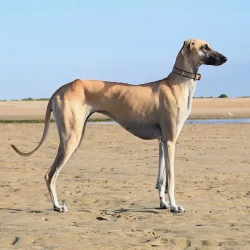 Sloughi dog breed - independent medium sized dog