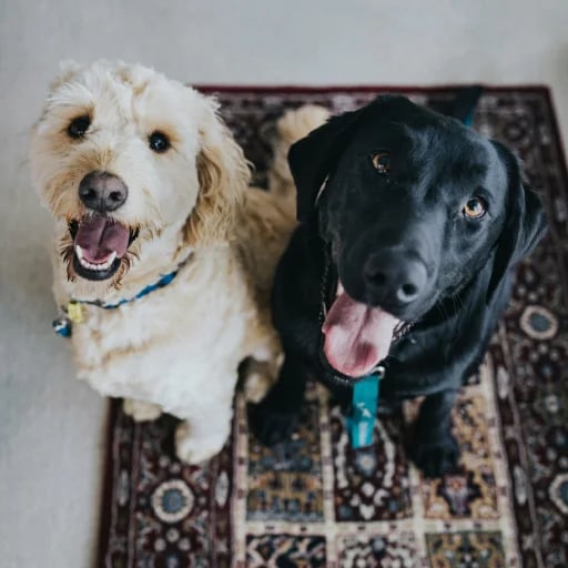 Happy, healthy dogs of various breeds
